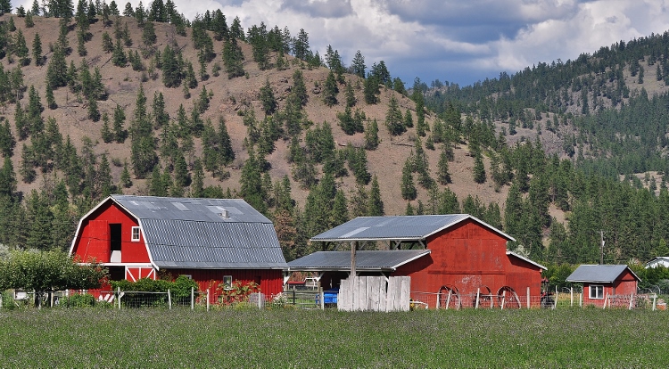 scenic landscape in vineyard country